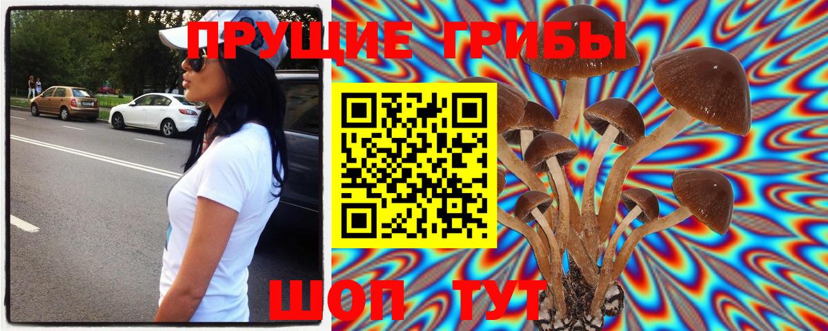 Галлюциногенные грибы прущие грибы  Горячий Ключ  Псилоцибиновые грибы Cubensis 